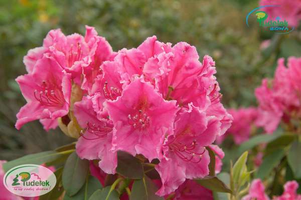 Rhododendron Claudine